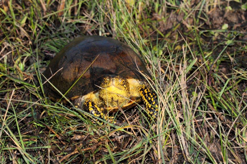 Emys e Natrix nel Parco Regionale MSRM